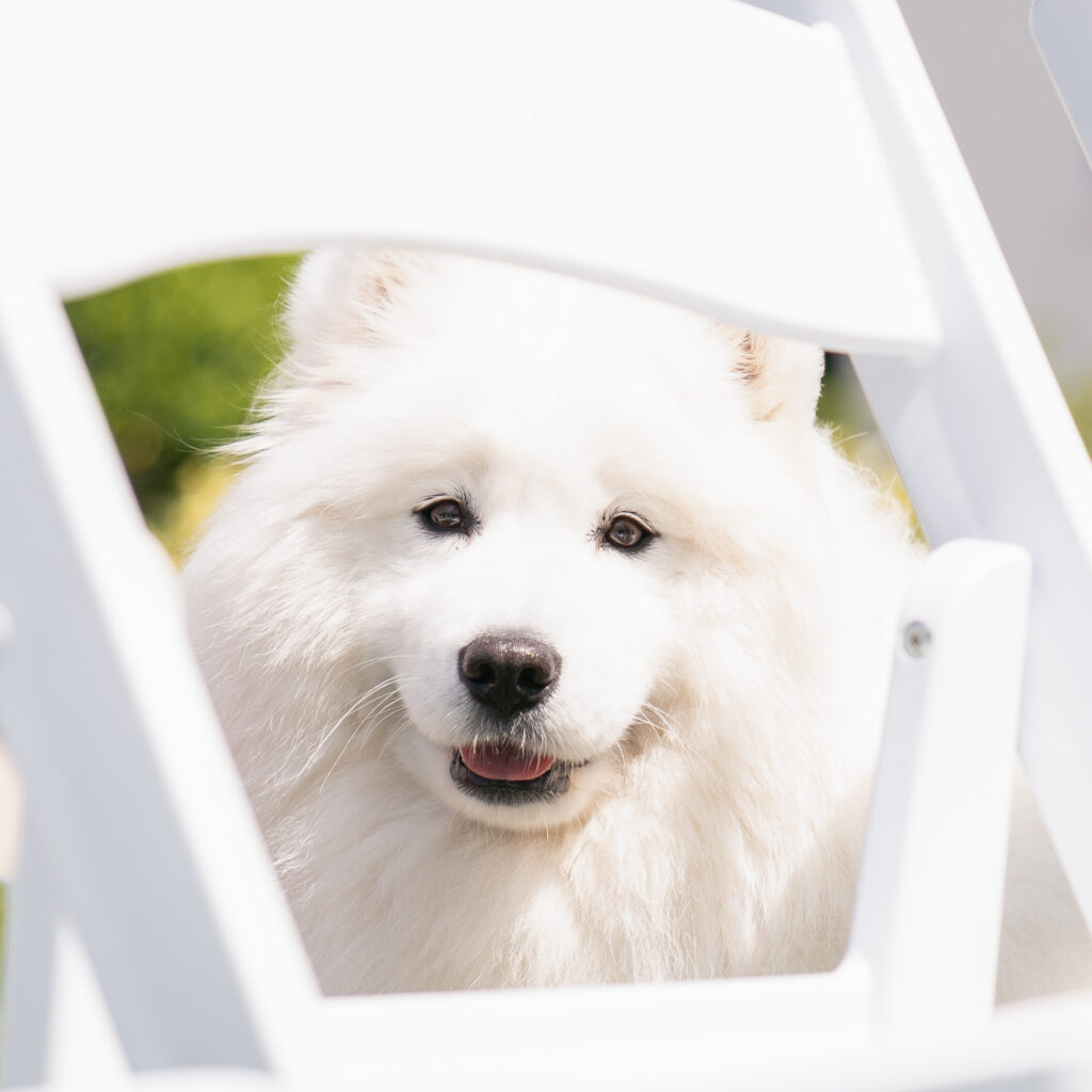 Hond (samoyeed) kijkt door de achterkant van een stoel vol in de camera